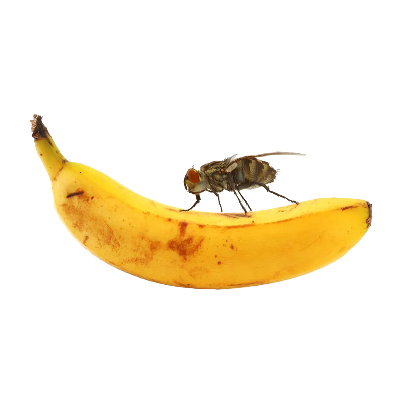 Stora Bananflugor i kopp
