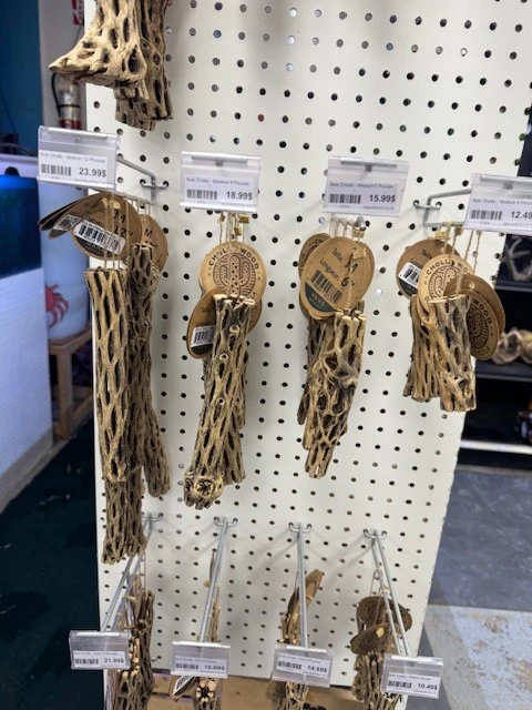 Bois Cholla - Medium 4 Pouces - 1'' à 1'' 1/4 Diamètre