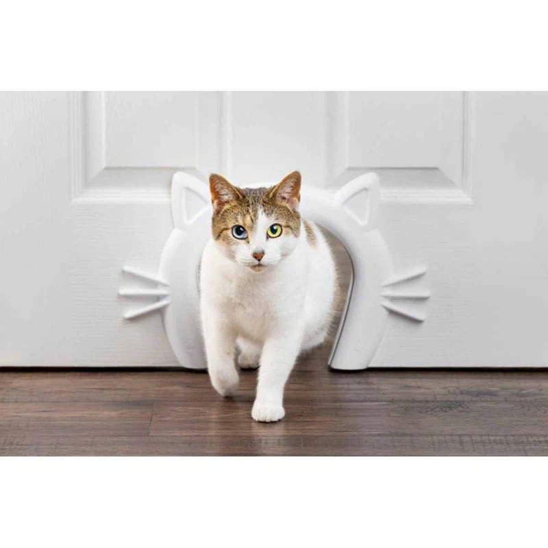 Cat Corridor Indoor Passage