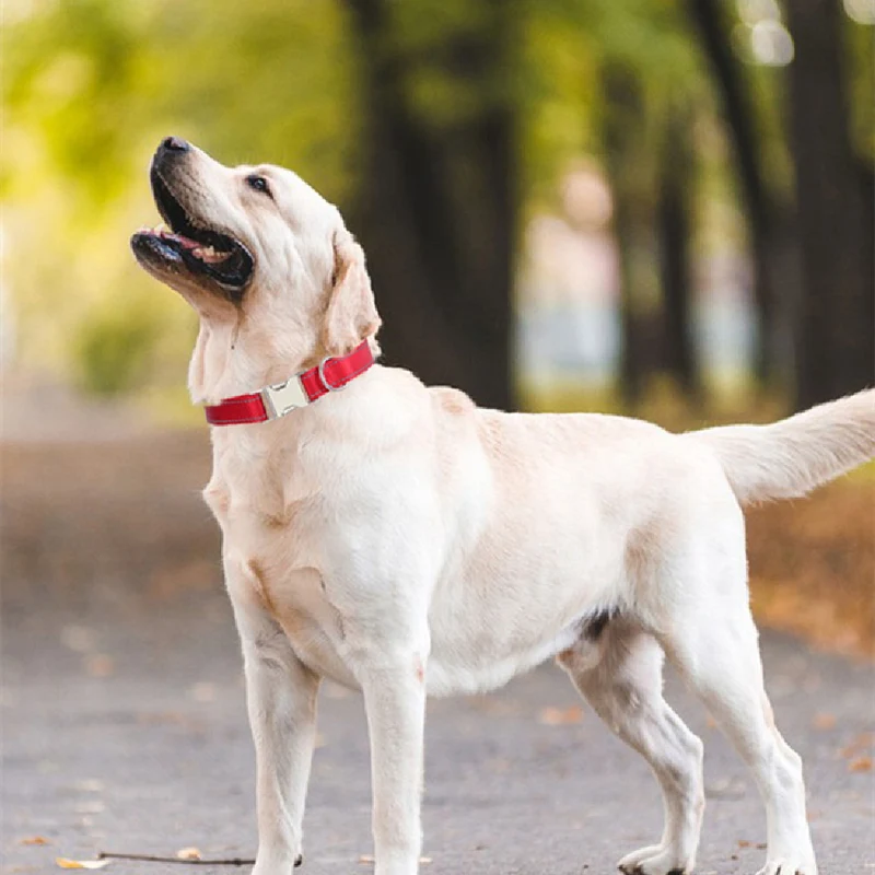 Reflective Nylon Dog Collar – Adjustable & Durable for Small to Large Dogs