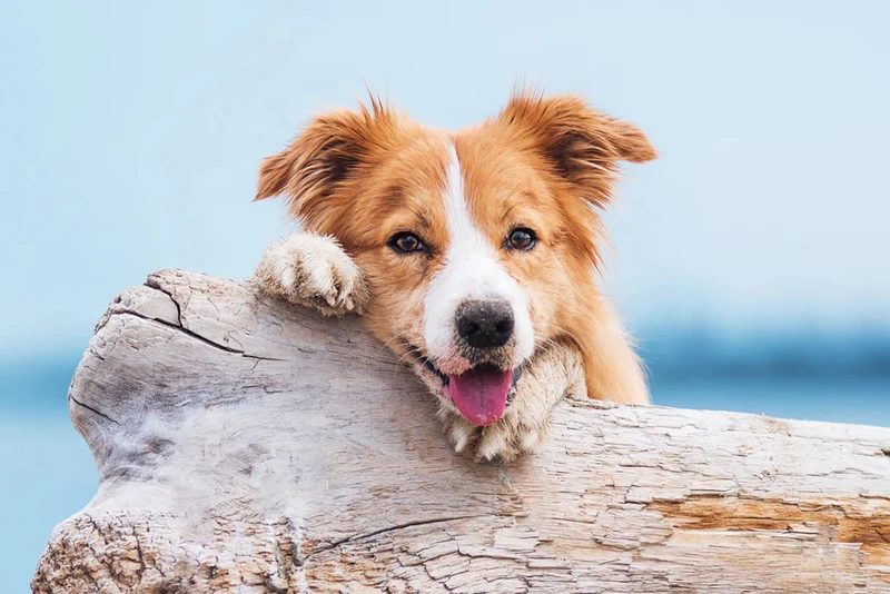 HUND - PRIVATKURS