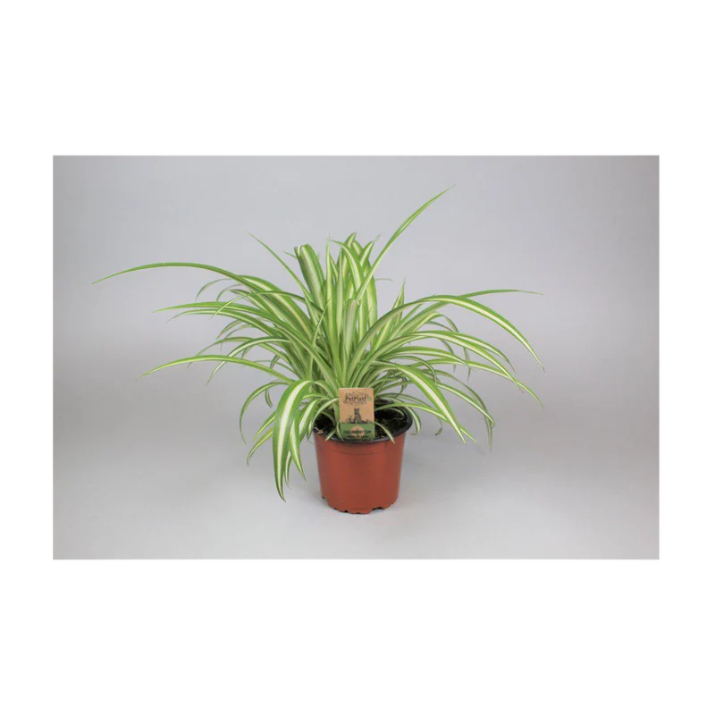 Kaningräs Kruka - 12 CM