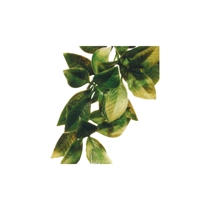 Mandarin Plastväxt