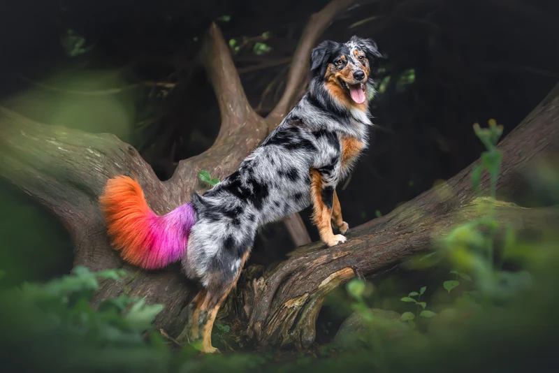 HUND - FÄRGNING