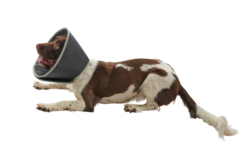 Buster Foam Hundkrage 7,5 cm