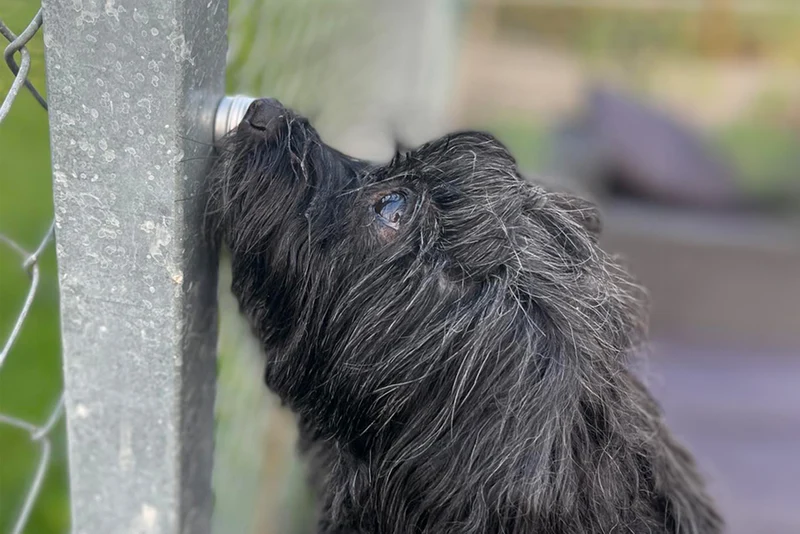 NOSEWORK 1