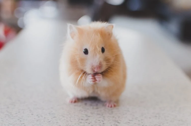 HOTELL - FÖR HAMSTER, GERBIL, DEGU, MUS / DYGN