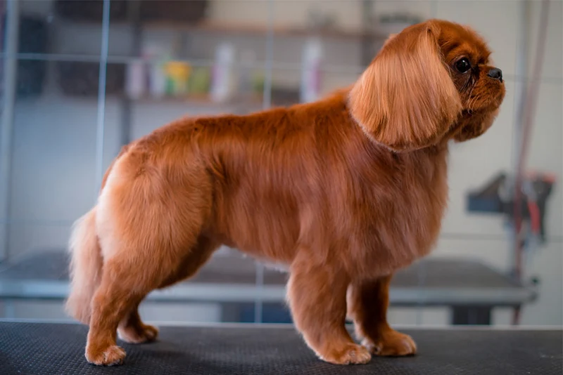 SPANIELKLIPPNING