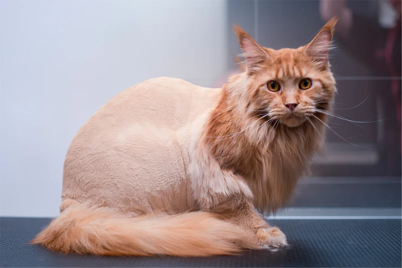 LEJONKLIPPNING FÖR KATT