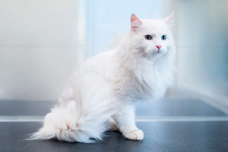 DELVIS KORTKLIPPNING FÖR KATT