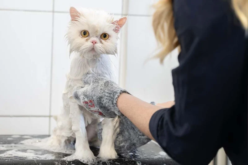 PÄLSUTREDNING & BAD FÖR KATT