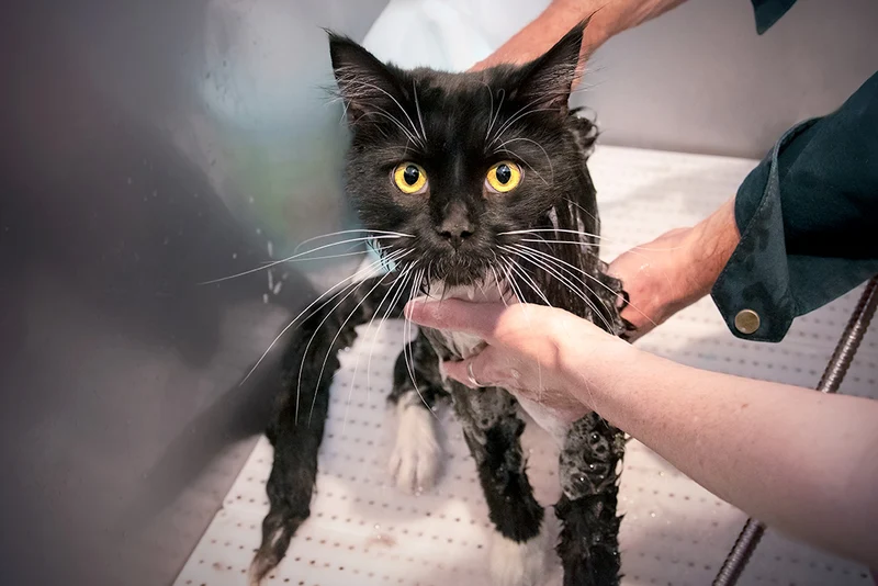 BAD AV KATT INKL. KLOKLIPPNING