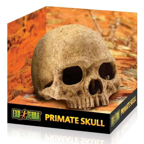 EXOTERRA Primate Skull