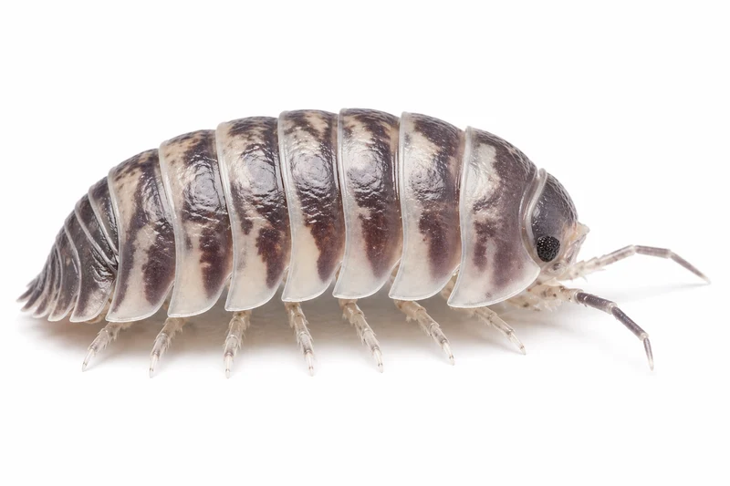 Gråsuggor - Zebra -Armadillidium Maculatum - 10 st