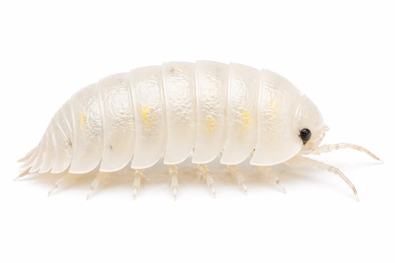 Gråsuggor - Magic Potion - Armadillidium depressum - 10 st