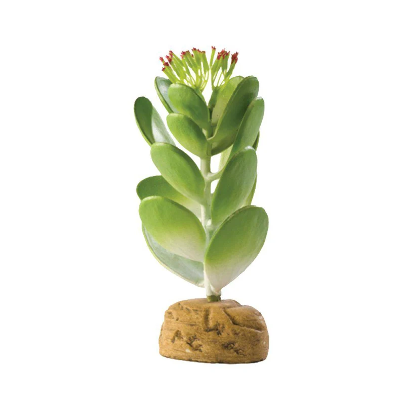 Exo Terra - Suckulent - Ökenväxt - 10.5x10.5x15cm