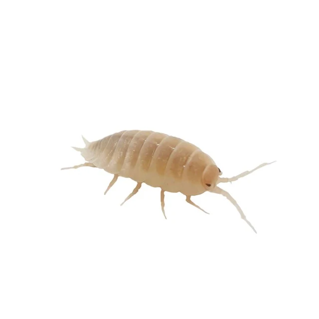 Gråsuggor – Porcellio laevis “White” 20 st