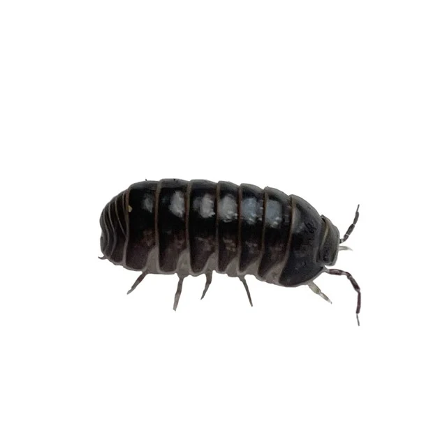 Gråsuggor - Armadillo Officinalis Grekland - 12 st