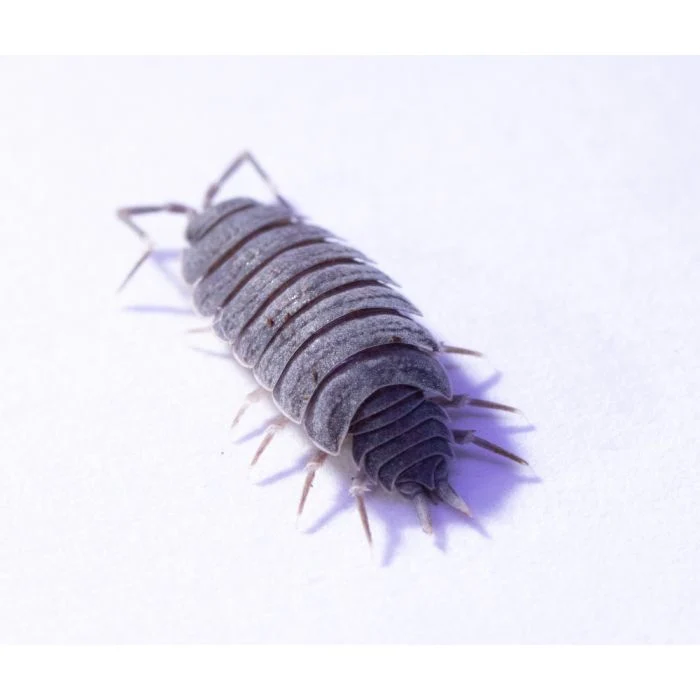 Gråsuggor - Powder Blue gråsuggor – Porcellionides pruinosus 20 st