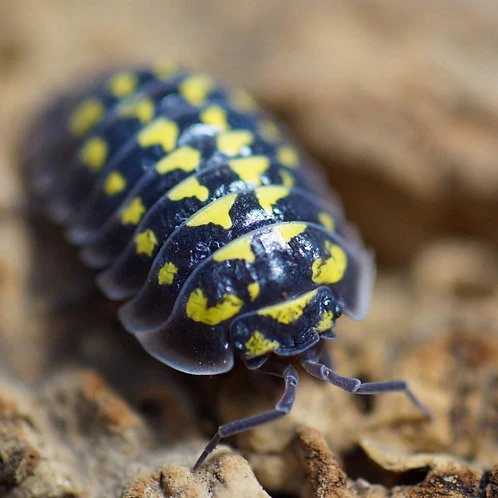 Gråsuggor - Armadillidium gestroi 12 st