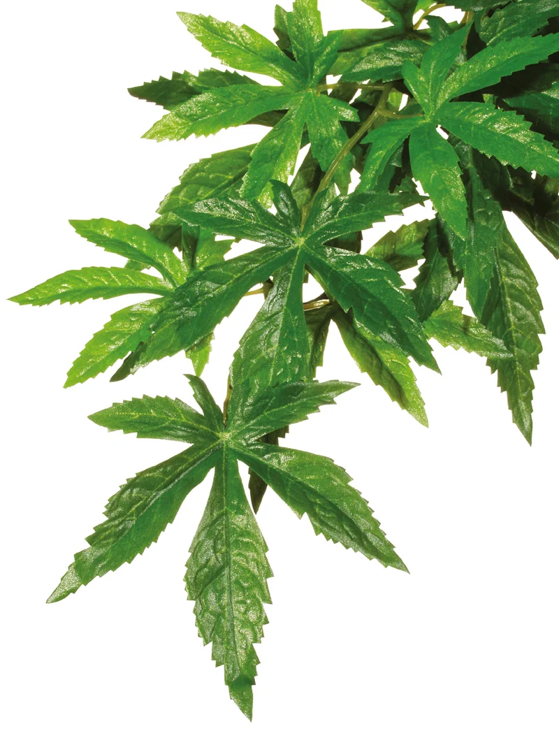 Plastväxt - Abutilon - Small