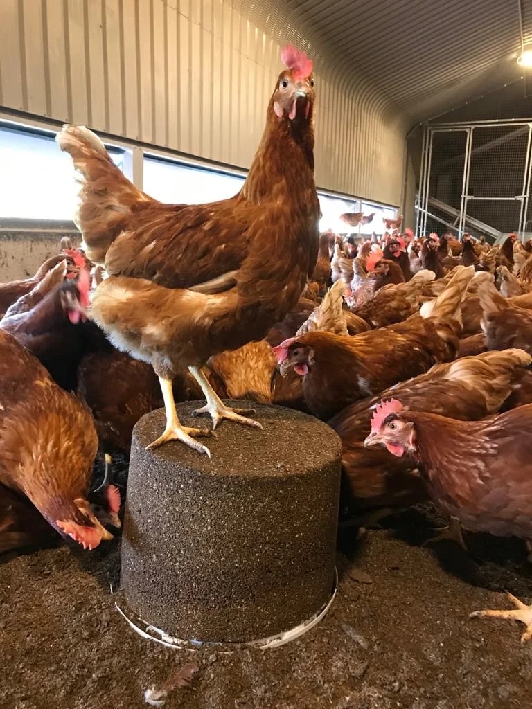 Well Bird Organic Pecking Block - Organic Pecker Blocks for Chickens 14kg