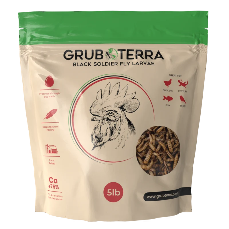 Black Soldier Fly Larvae