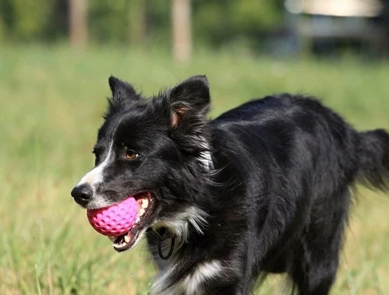 Kiwi walker let's play ball - lekka piżka do aportowania - 6 cm